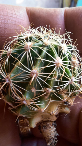 17.02.2021 - Hamatocactus setispinus