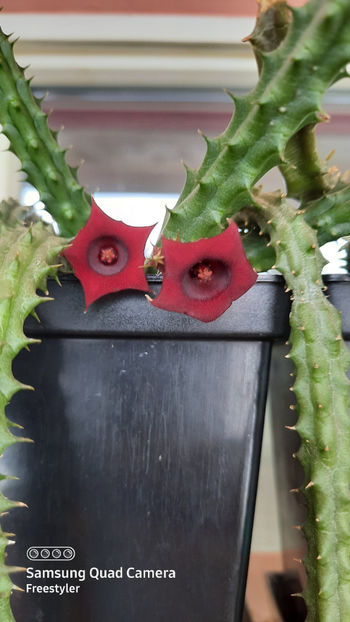 19.04.2021 - Huernia schneideriana