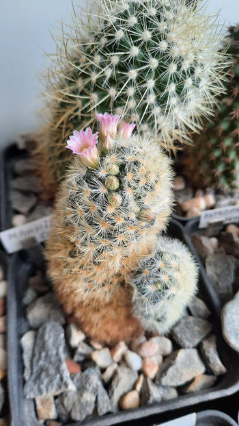 06.02.2021 - Mammillaria carmenae hb