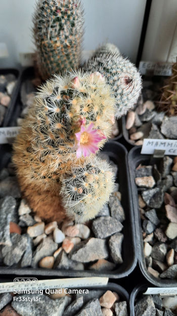 04.03.2021 - Mammillaria carmenae hb