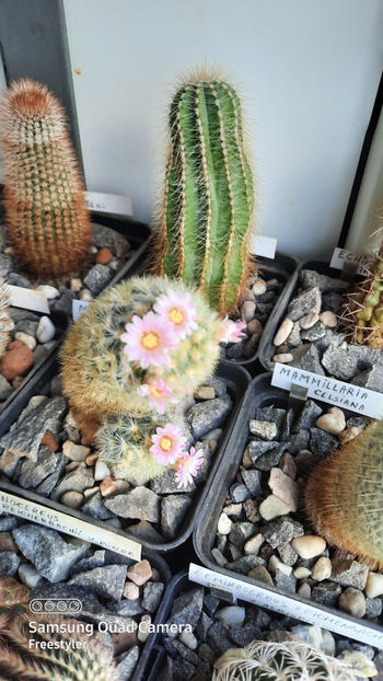 26.03.2021 - Mammillaria carmenae hb