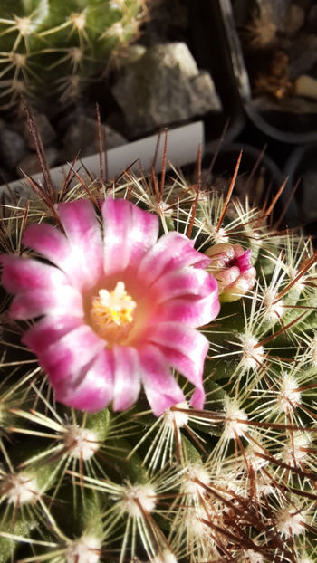 09.02.2021 - Mammillaria cv Ginsa Maru