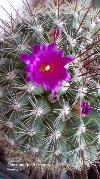 01.04.2021 - Mammillaria cv Ginsa Maru