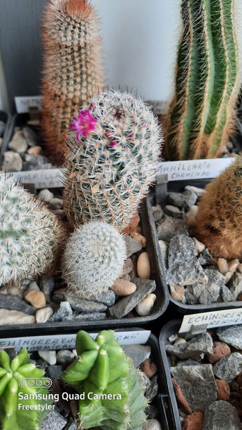 17.03.2021 - Mammillaria matudae