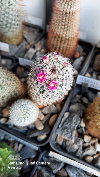 26.03.2021 - Mammillaria matudae