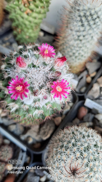 26.03.2021 - Mammillaria melanocentra