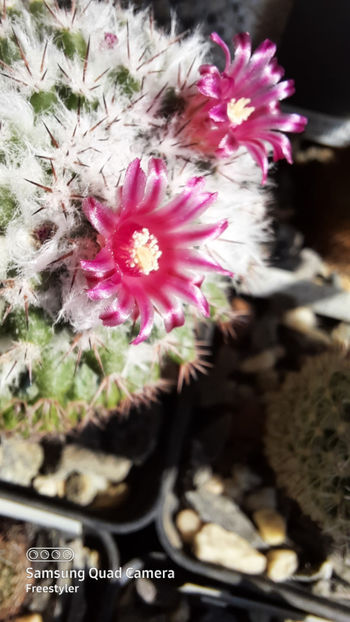 01.04.2021 - Mammillaria melanocentra