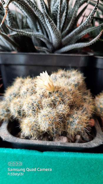 04.03.2021 - Mammillaria prolifera ssp texana