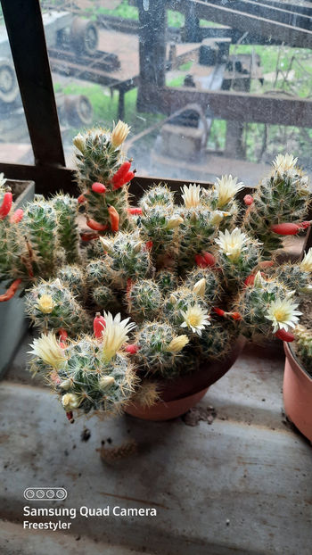 17.04.2021 - Mammillaria prolifera ssp texana