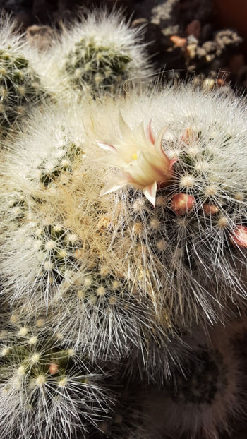 25.02.2021 - Mammillaria schwarzii