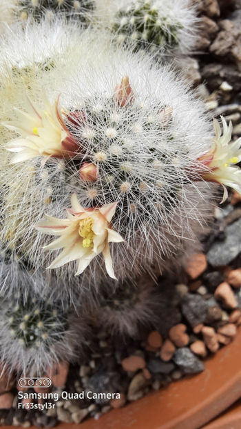 04.03.2021 - Mammillaria schwarzii