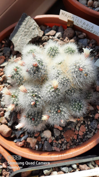 26.03.2021 - Mammillaria schwarzii