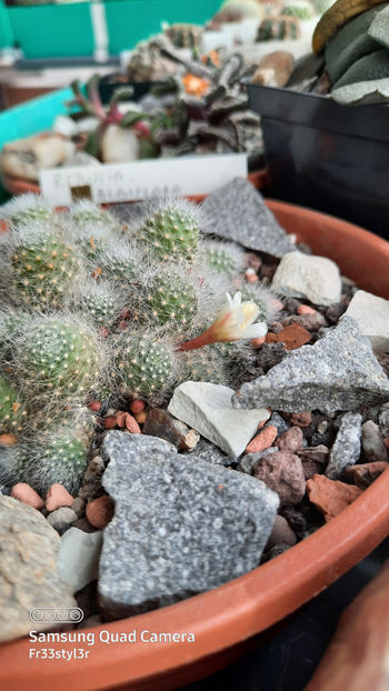 04.03.2021 - Rebutia albiflora