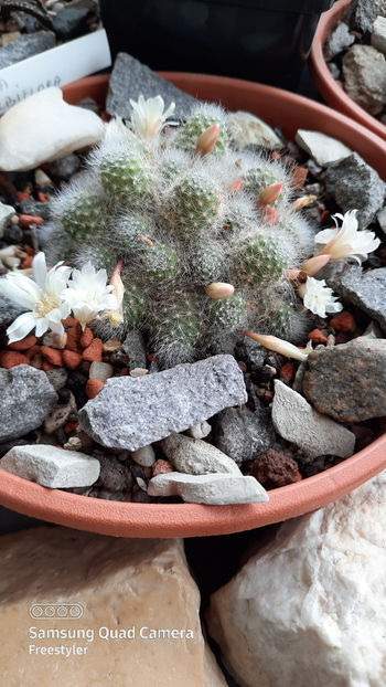 17.03.2021 - Rebutia albiflora