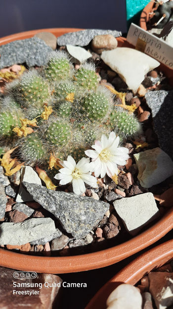 10.04.2021 - Rebutia albiflora