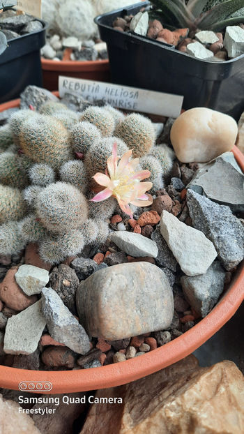 04.04.2021 - Rebutia heliosa cv sunrise