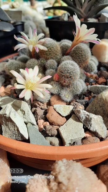 15.04.2021 - Rebutia heliosa cv sunrise