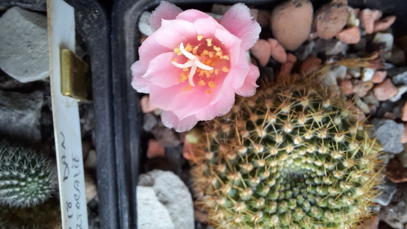 11.02.2021 - Rebutia minuscula f kariusiana