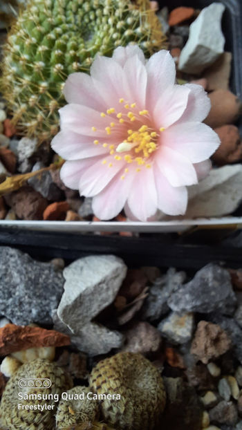 17.04.2021 - Rebutia minuscula f kariusiana