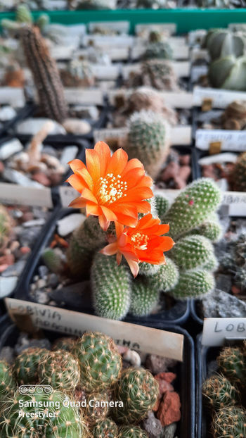 08.04.2021 - Rebutia muscula