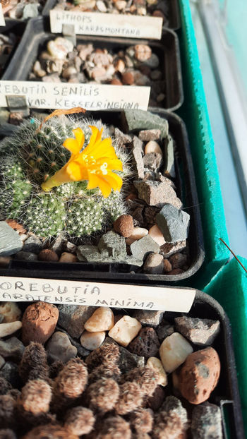 17.02.2021 - Rebutia senilis var kesselringiana