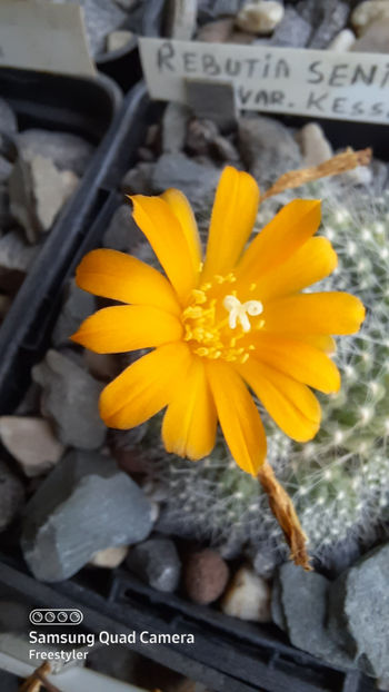 17.02.2021 - Rebutia senilis var kesselringiana