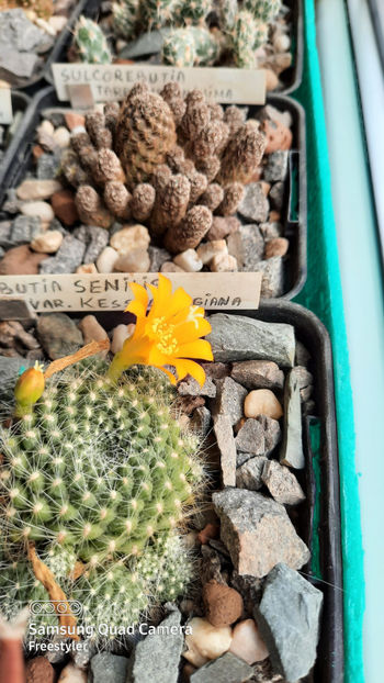 06.04.2021 - Rebutia senilis var kesselringiana