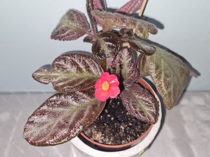  - Thad_s Pink Diamond