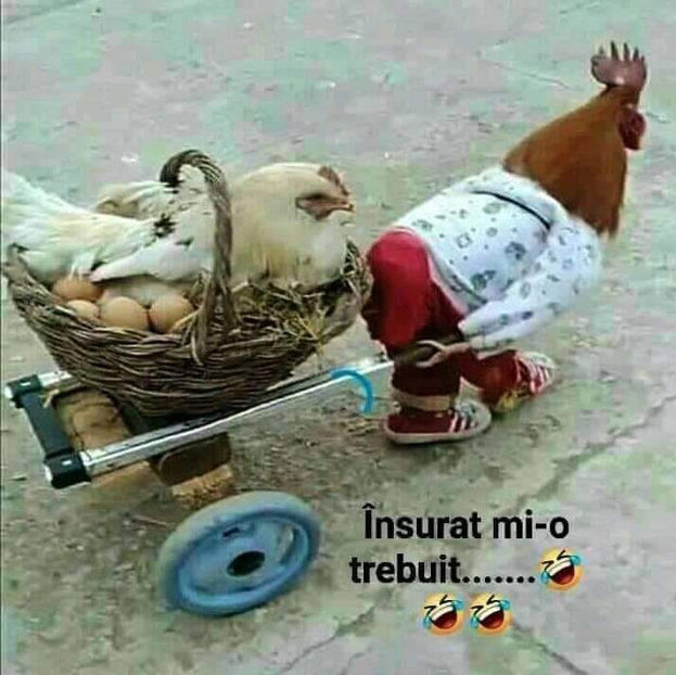  - Animale desenate