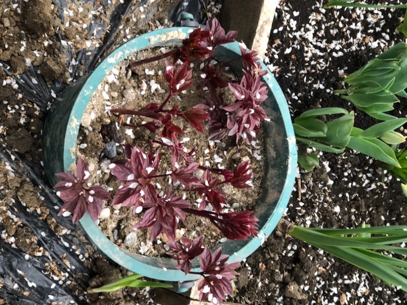 62FE6FA1-19EC-4736-8823-E0C584D8F646 - FLORILE MELE 2021 nr 1