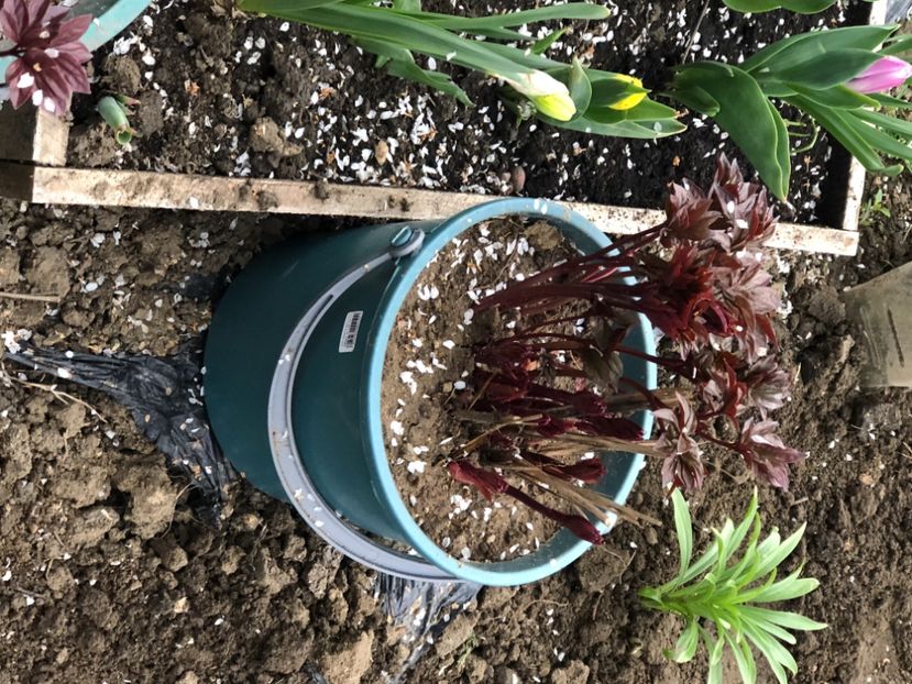 9818E8C5-230B-4BDC-81E0-D7AFEEF319A2 - FLORILE MELE 2021 nr 1