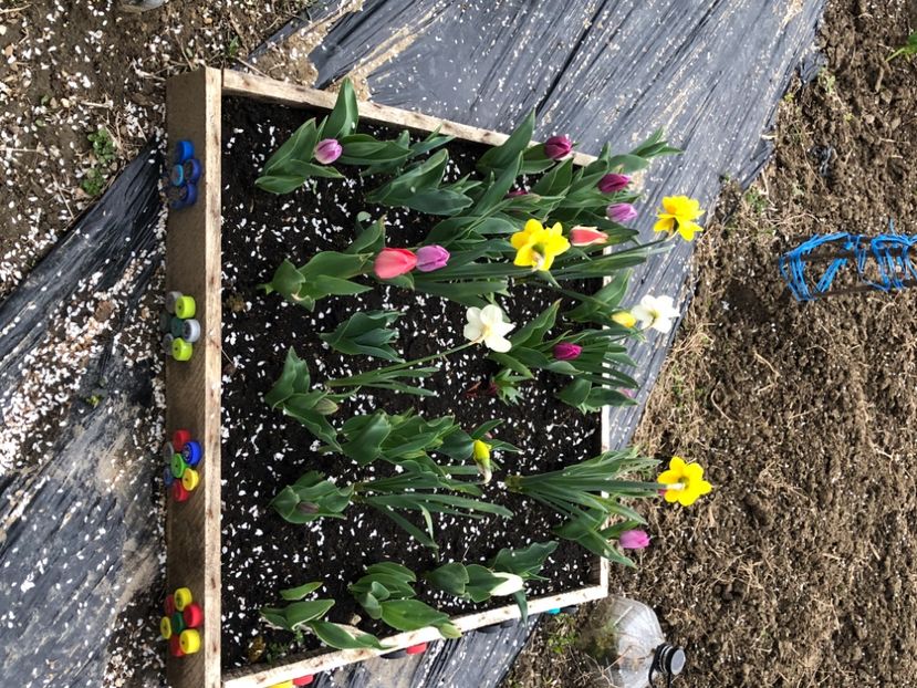 31B2C249-42A9-4D2E-A744-2C2A2A982F2B - FLORILE MELE 2021 nr 1