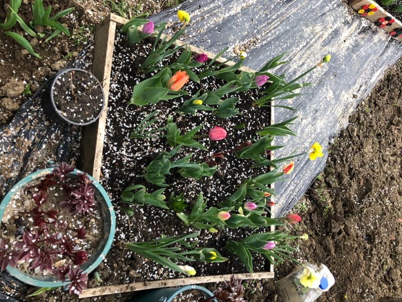 FD227E27-6DA5-4F82-A47C-77C7B80949FF - FLORILE MELE 2021 nr 1