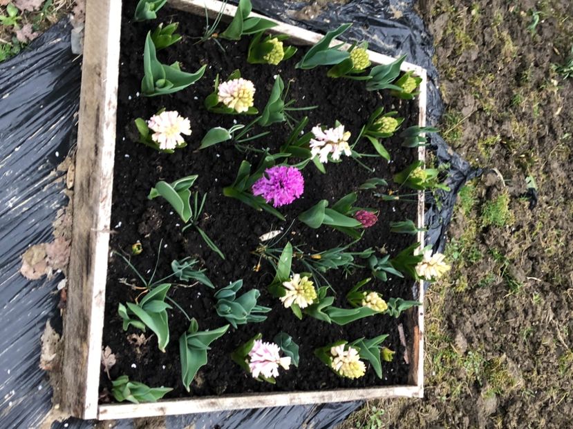 7D09259A-EA9F-424F-BB04-046F2A818E75 - FLORILE MELE 2021 nr 1