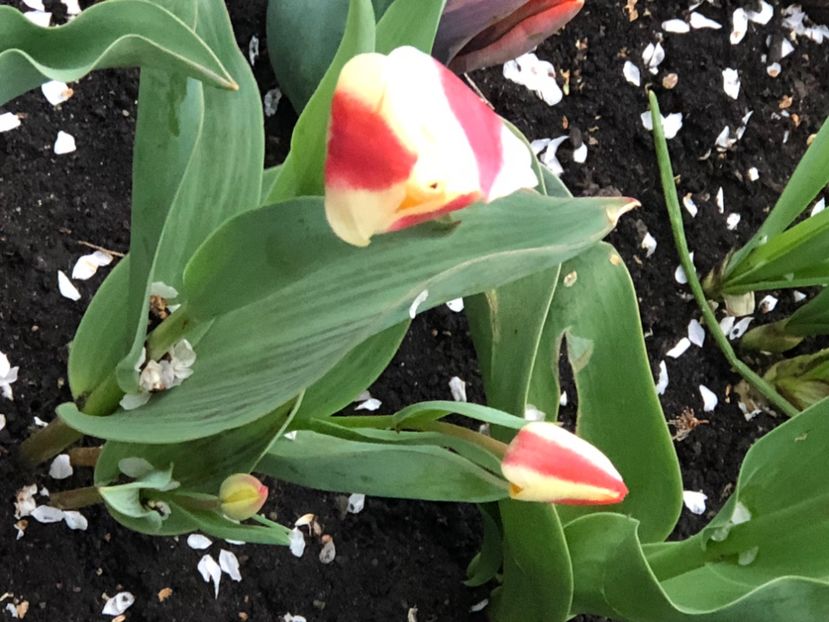 3ADABDB2-BDD6-414B-A0B1-EDF193BA3686 - FLORILE MELE 2021 nr 1