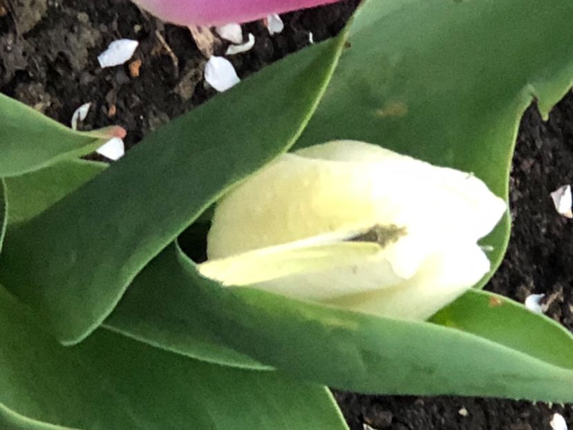 7747A4AF-F5DA-4A11-929B-0B0865B944D7 - FLORILE MELE 2021 nr 1