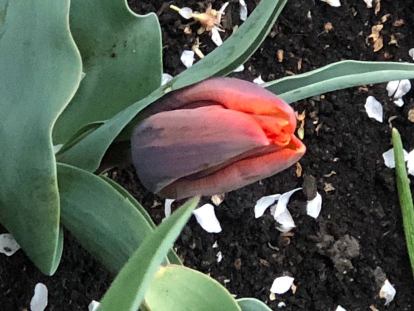 7DACBBF8-44DB-4009-A188-8D1BB8C705A0 - FLORILE MELE 2021 nr 1