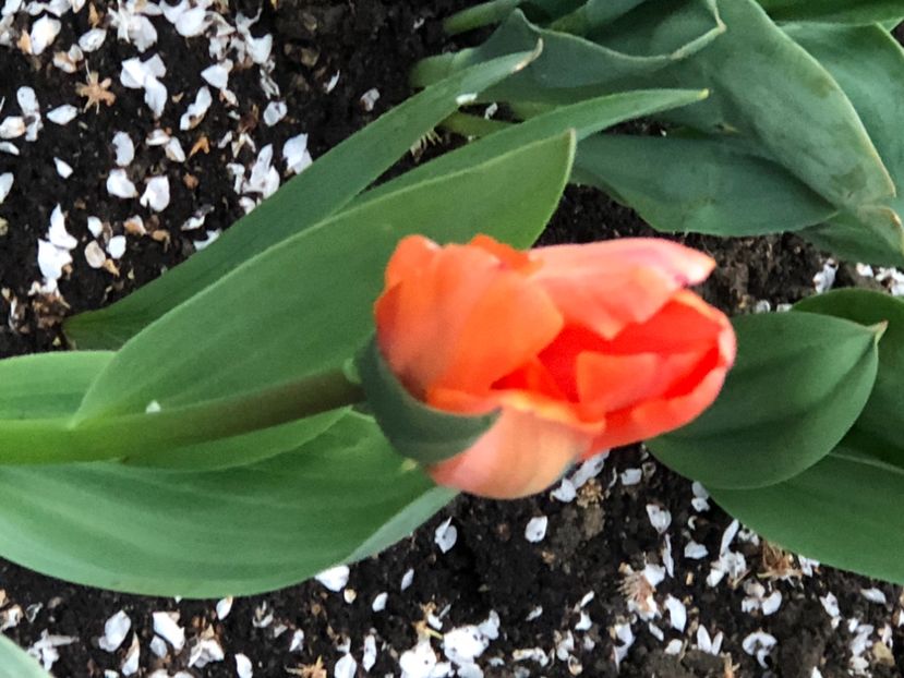 6DF55BDE-C8AD-496E-B338-7EF10D25FCD9 - FLORILE MELE 2021 nr 1