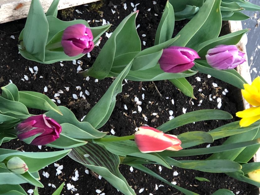 CF946BC1-D934-445D-9FC2-33D42660945D - FLORILE MELE 2021 nr 1