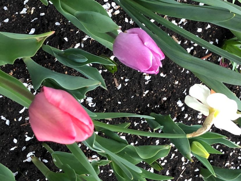 152261D8-DF4D-44F7-980D-5B8C800764BC - FLORILE MELE 2021 nr 1