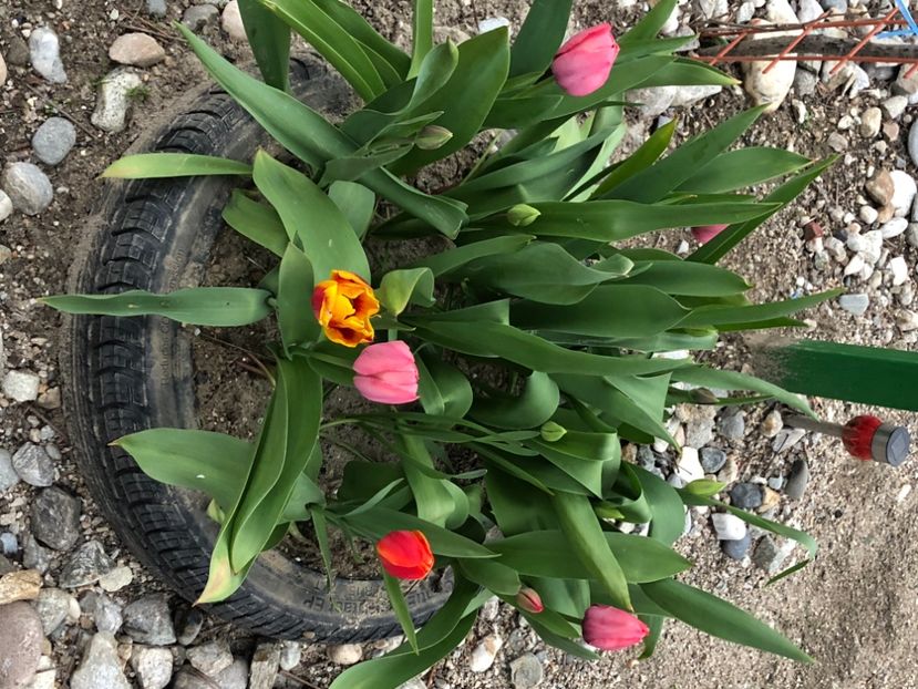 130FD13E-D9C4-4119-9FF1-10B7153D1AA2 - FLORILE MELE 2021 nr 1