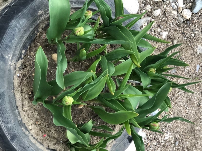 9EBED44B-3509-48F2-9658-388AB9AAF550 - FLORILE MELE 2021 nr 1