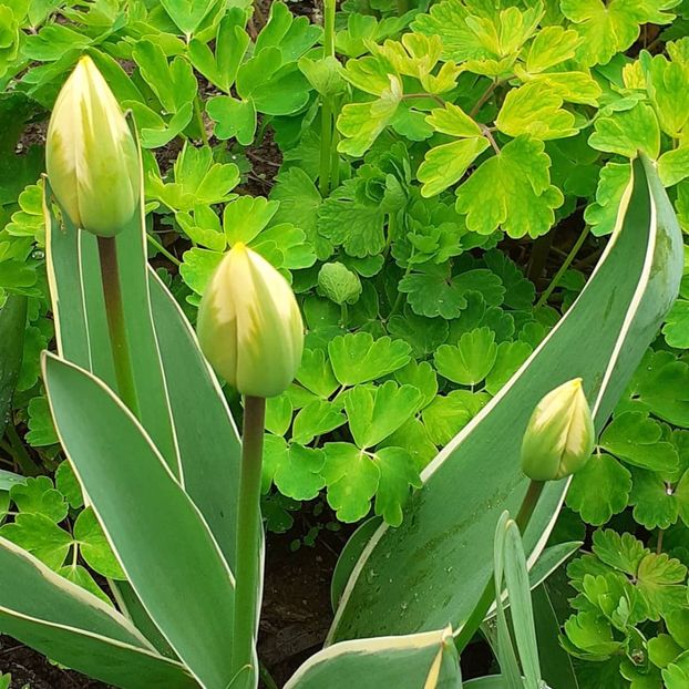  - 002Flori de primăvară 2021