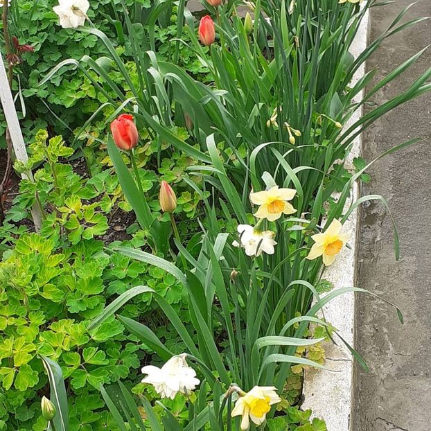  - 002Flori de primăvară 2021