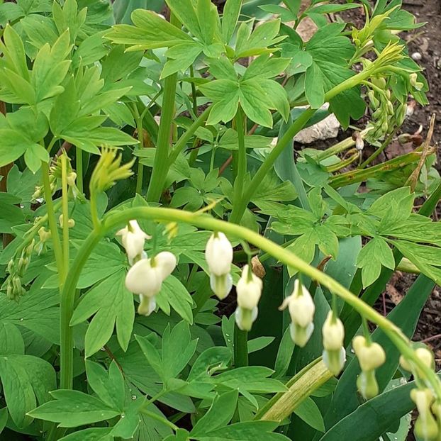  - 002Flori de primăvară 2021