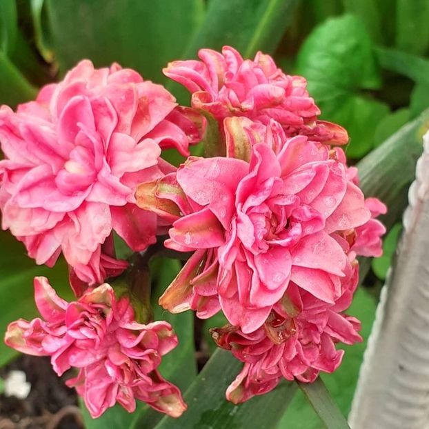  - 002Flori de primăvară 2021