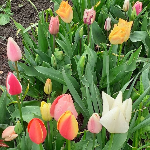  - 002Flori de primăvară 2021