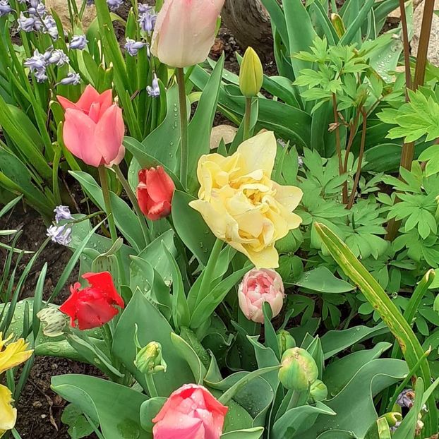  - 002Flori de primăvară 2021