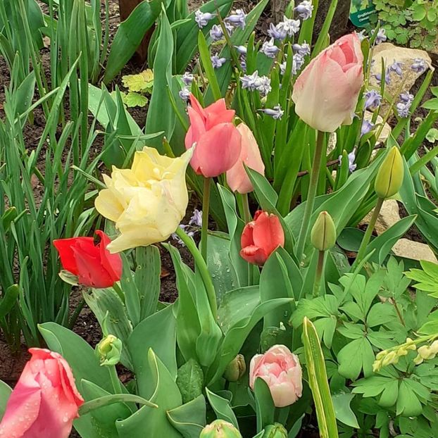  - 002Flori de primăvară 2021