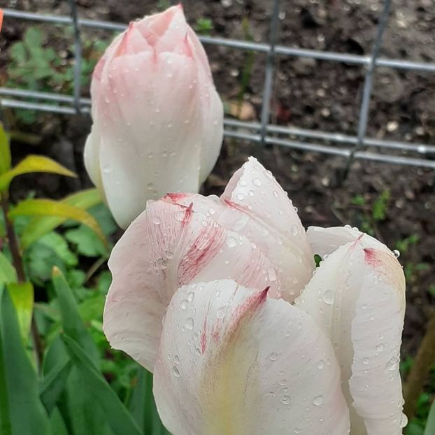  - 002Flori de primăvară 2021